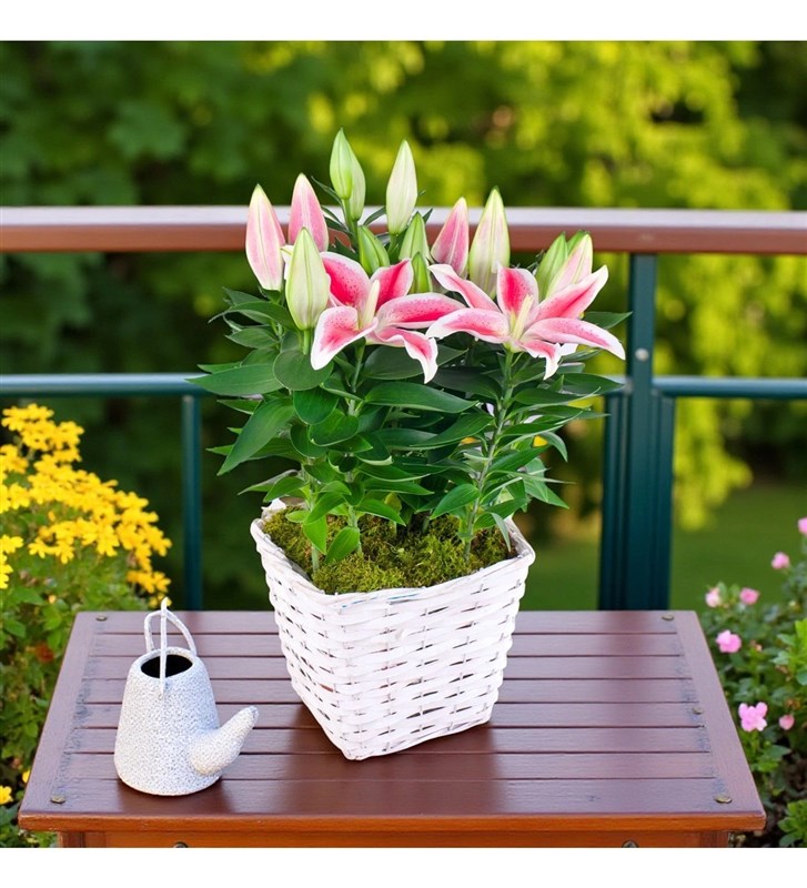 Hasır Saksıda Pembe Lilyum