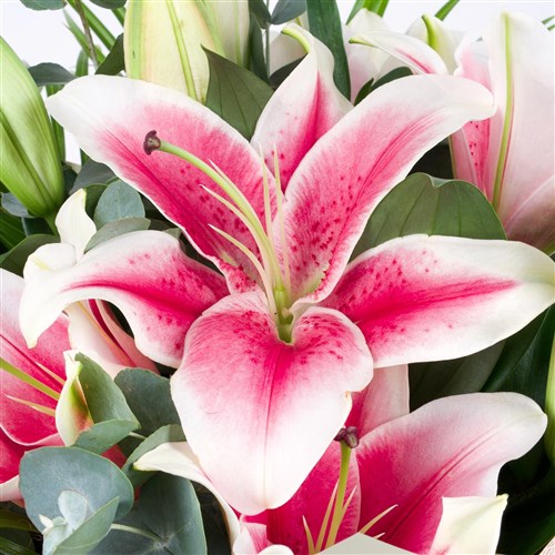 Pembe Lilyum Buketi Pretty