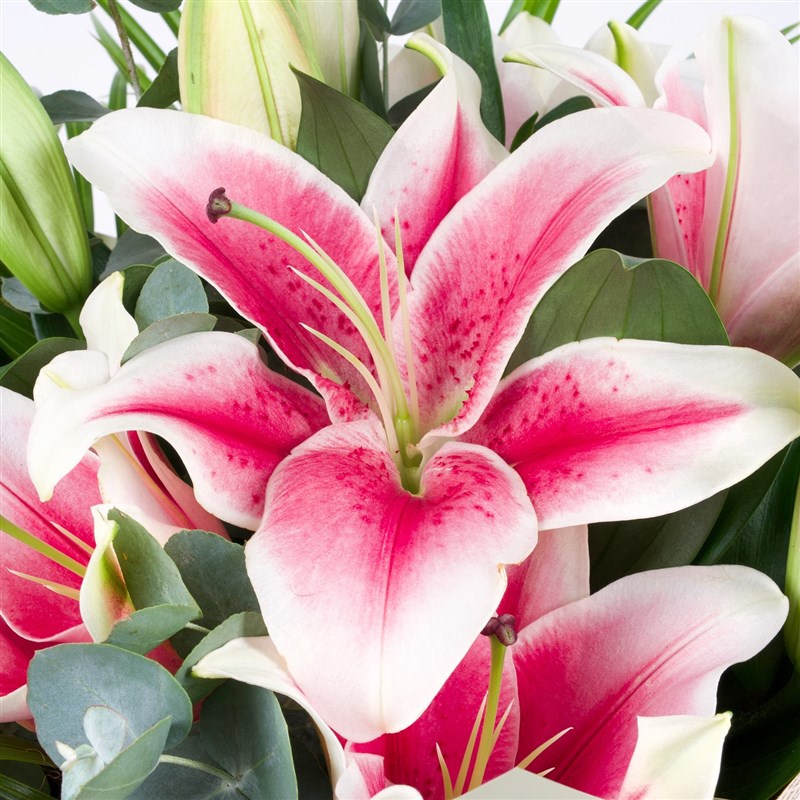 Pretty Pink Lily Bouquet