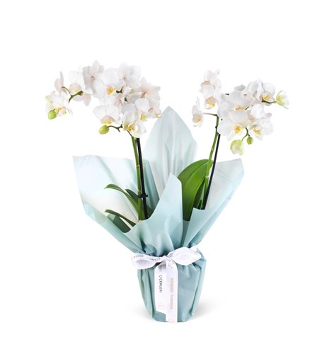 Beyaz Phalaenopsis Aranjmanı Multi Midi Yeşil