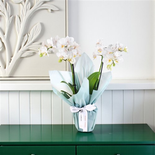 Beyaz Phalaenopsis Aranjmanı Multi Midi Yeşil