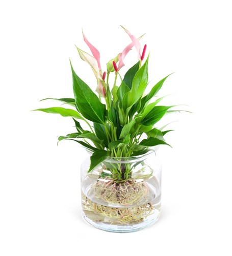 Cam Vazoda Anthurium Lilli