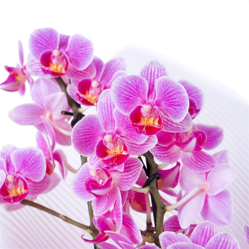 Speckled Pink Orchid Arrangement Multi Midi Double Stem
