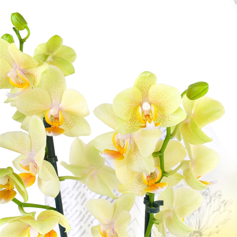Sarı Orkide Aranjmanı Multi Midi Çift Dallı