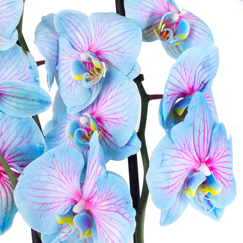 Rainbow Orkide Aranjmanı