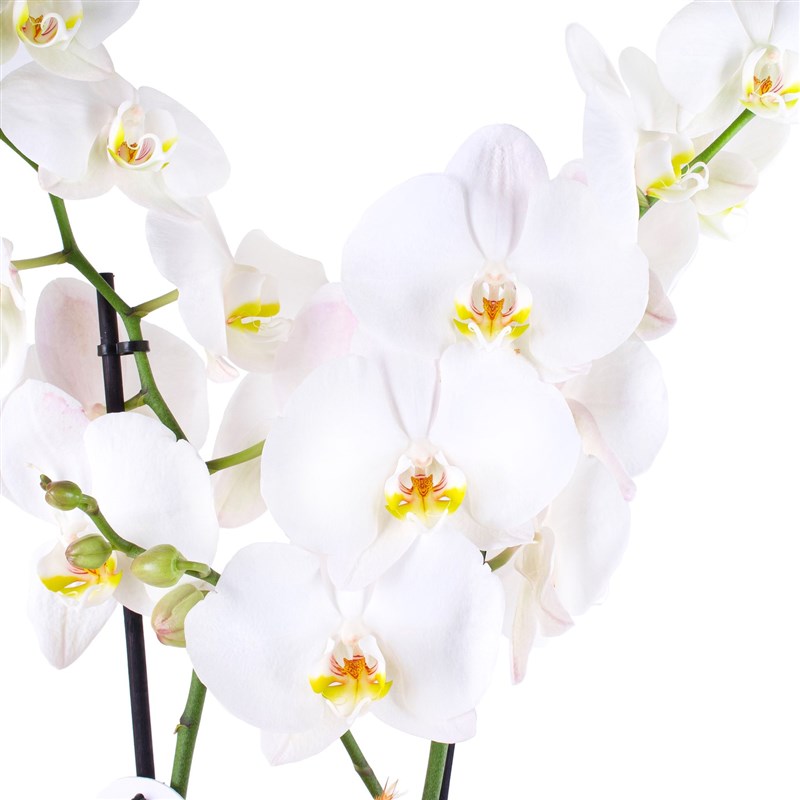 Çift Dal Beyaz Orkide Aranjmanı