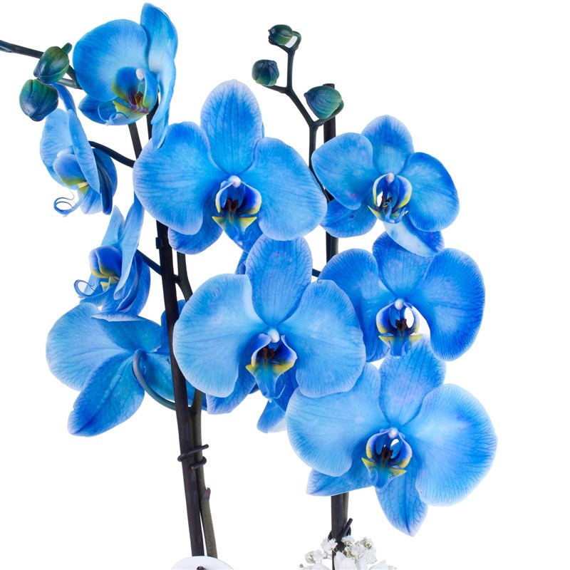 Mavi Çift Dal Orkide Aranjmanı