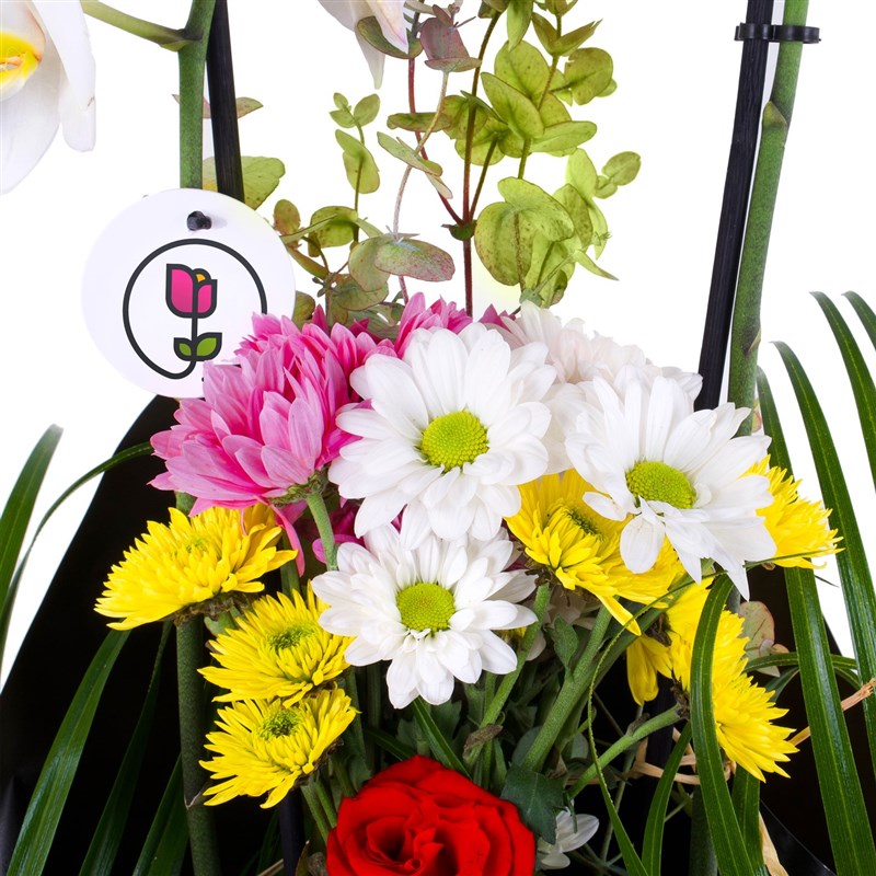 Çift Dal Beyaz Orkide Fenix Aranjmanı