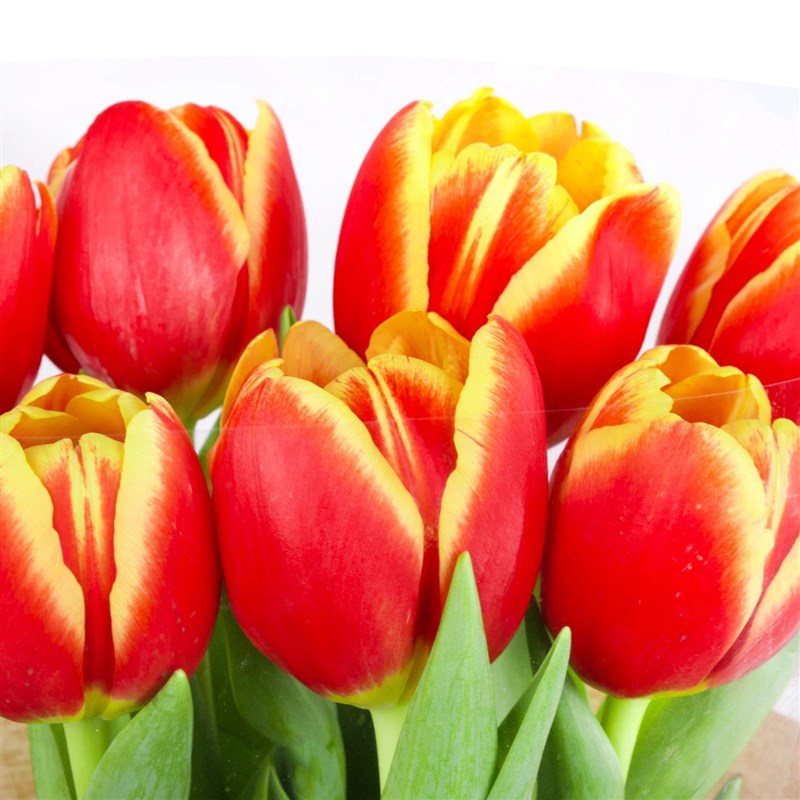 Sarı Kırmızı Lale Buketi 7 li