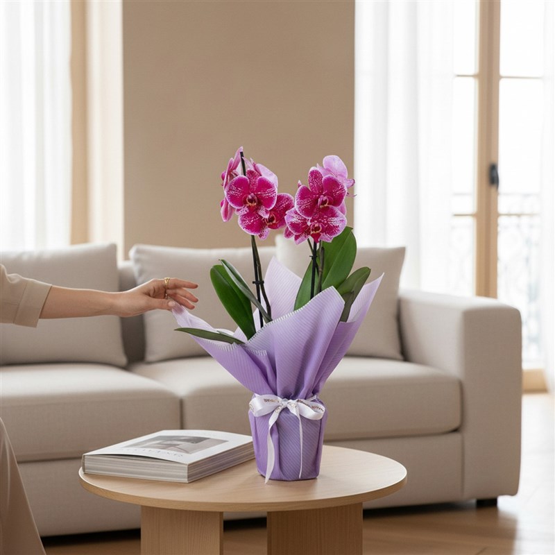 Fuşya Benekli Orkide Aranjmanı Çift Dal