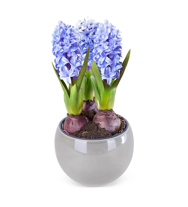 Seramik Saksıda Mor Sümbül Aranjmanı Hyacinth Dreams