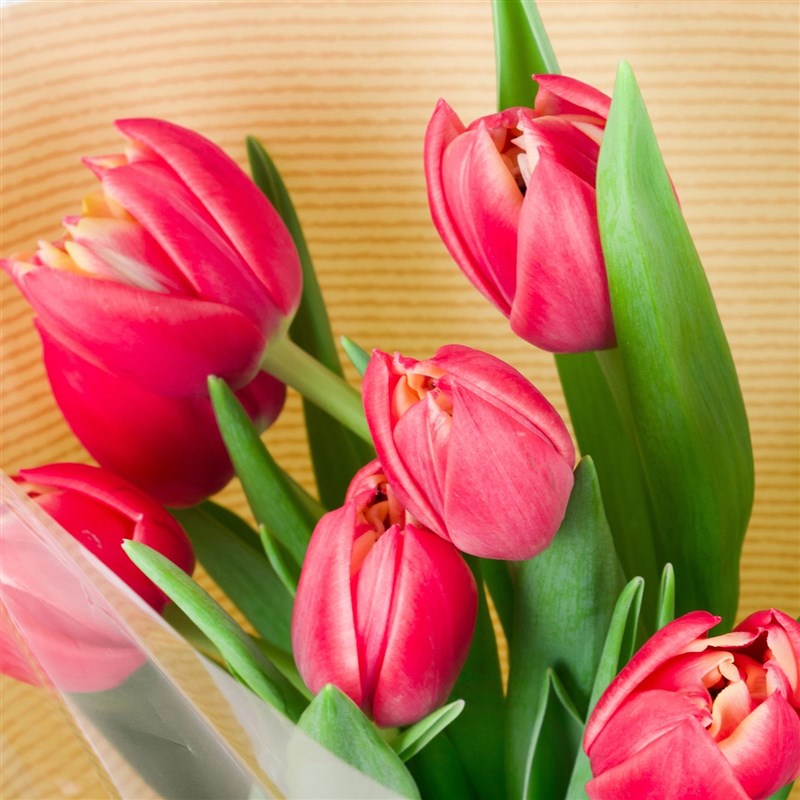 Columbus Lale Buketi