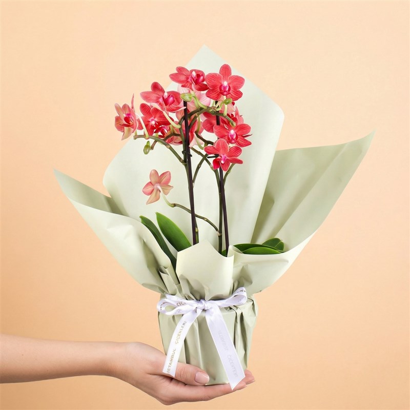 Cutie Multi Midi Çift Dallı Ateş Turuncu Orkide Aranjmanı