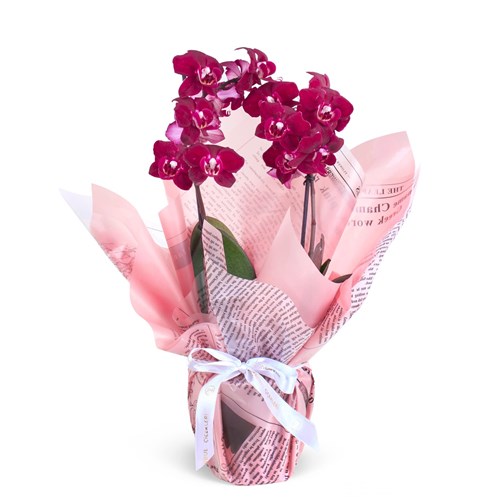 Cutie Multi Midi Çift Dallı Mürdüm Orkide Aranjmanı