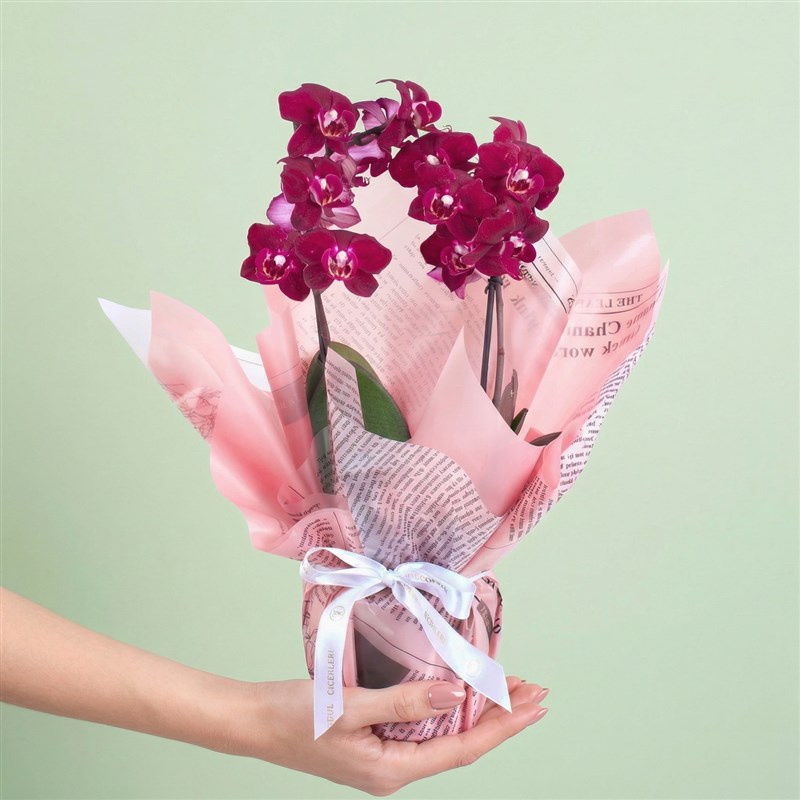 Cutie Multi Midi Çift Dallı Mürdüm Orkide Aranjmanı