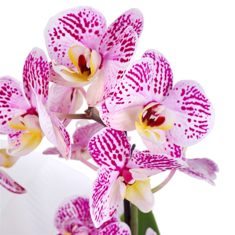 Cutie Multi Midi Çift Dallı Mor Sarı Kırçıllı Orkide Aranjmanı