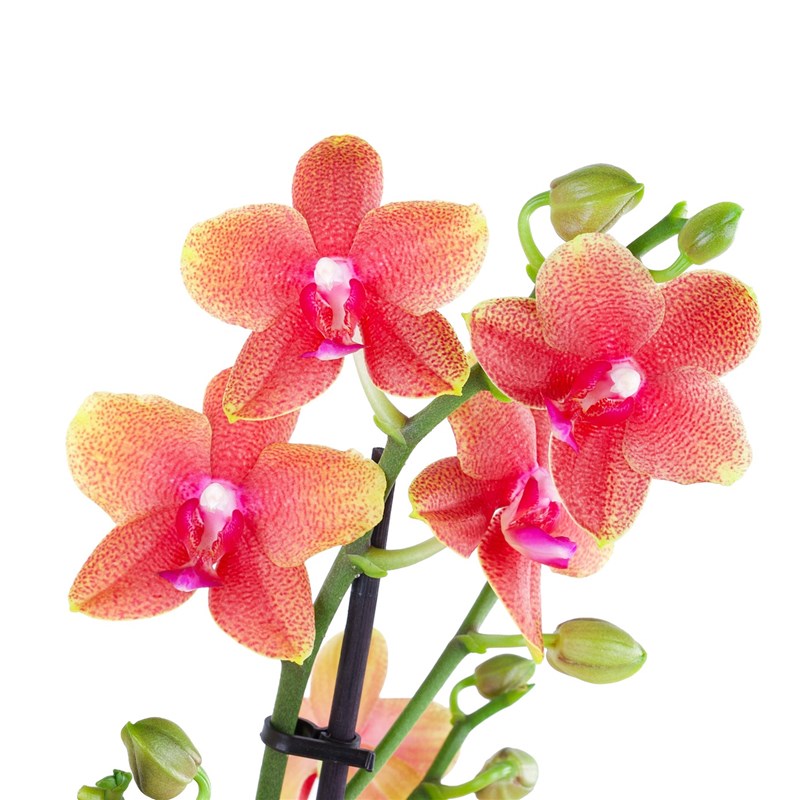 Kızıl Turuncu Orkide Aranjmanı Multi Midi Çift Dallı