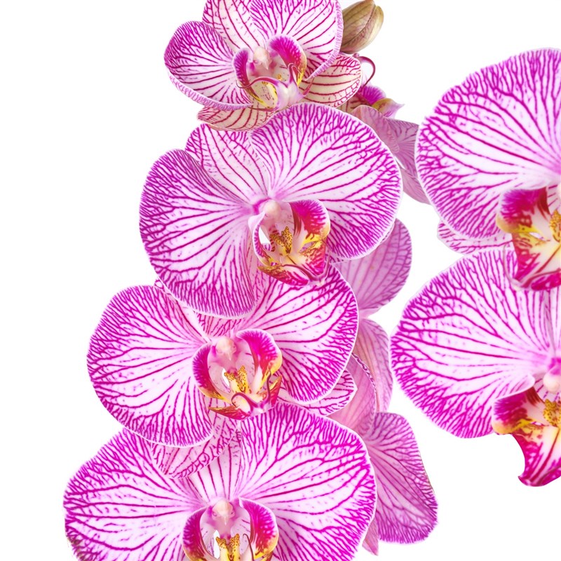 Pembe Kırçıllı Orkide Aranjmanı Çift Dal