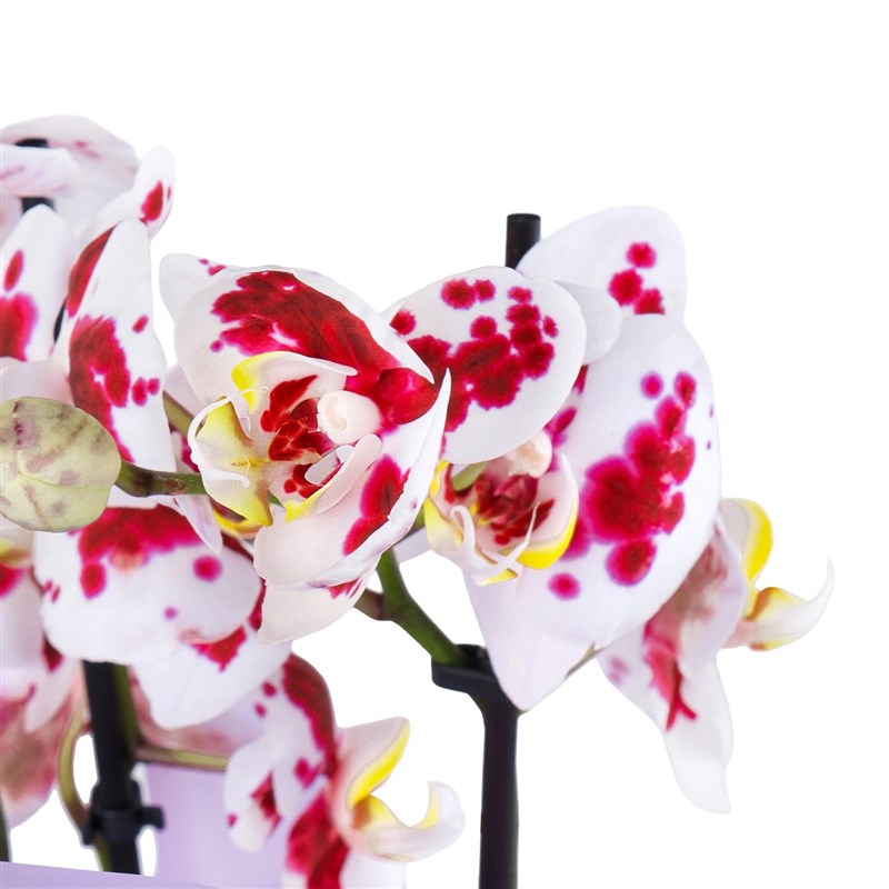 Benekli Mor Orkide Aranjmanı Multi Çift Dallı