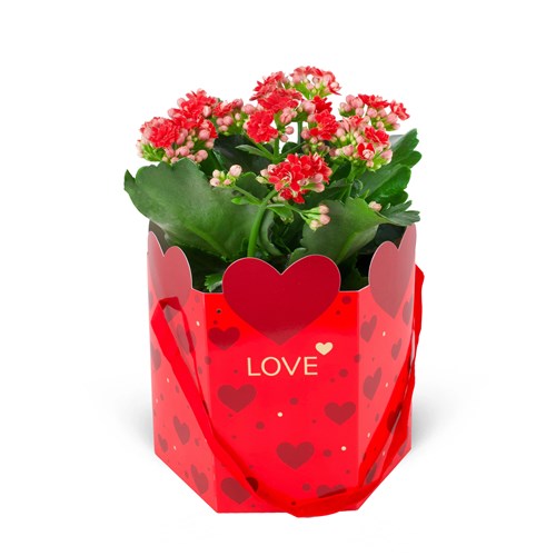 Karton Çantada Kırmızı Kalanchoe