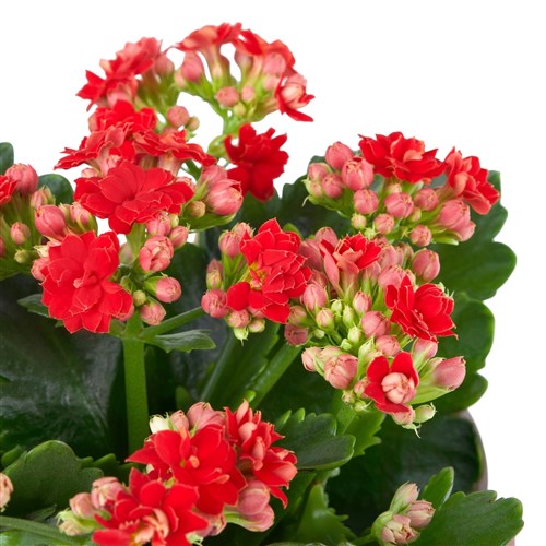 Karton Çantada Kırmızı Kalanchoe