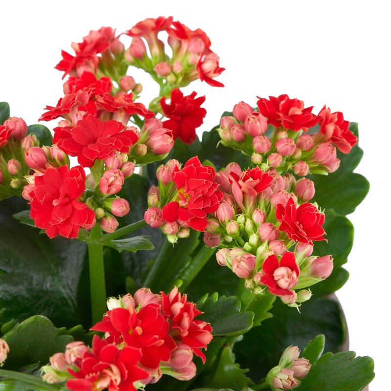 Karton Çantada Kırmızı Kalanchoe