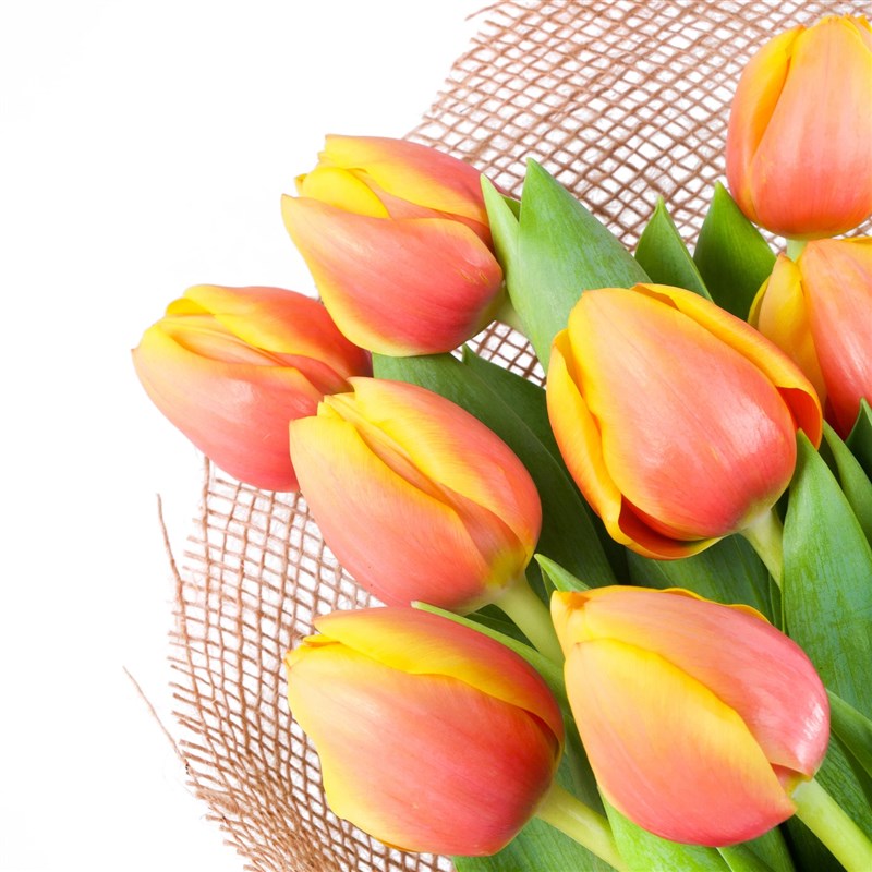 Apricot Candy Lale Buketi - Exclusive Collection