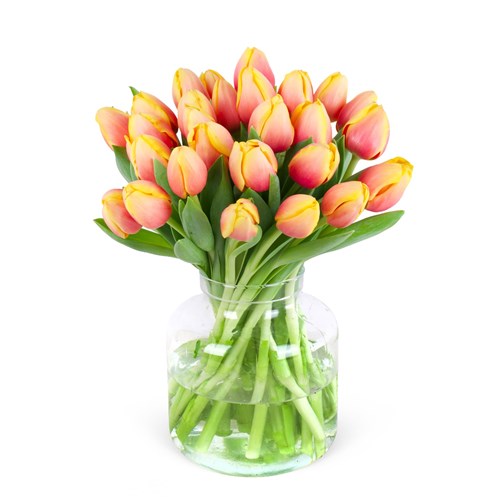 Apricot Candy Lale Bahçesi - Exclusive Collection