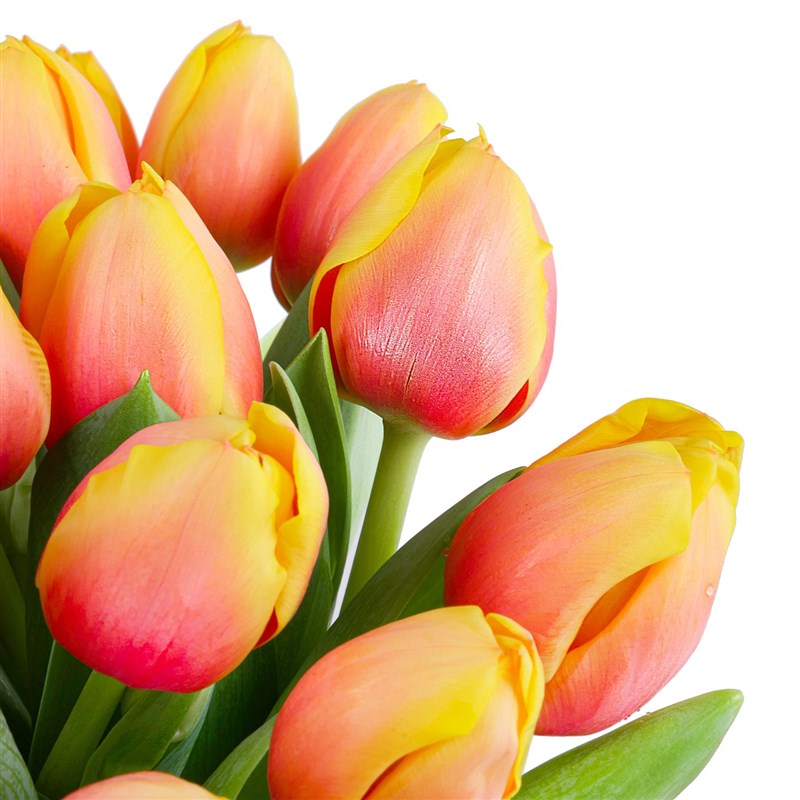 Apricot Candy Lale Bahçesi - Exclusive Collection