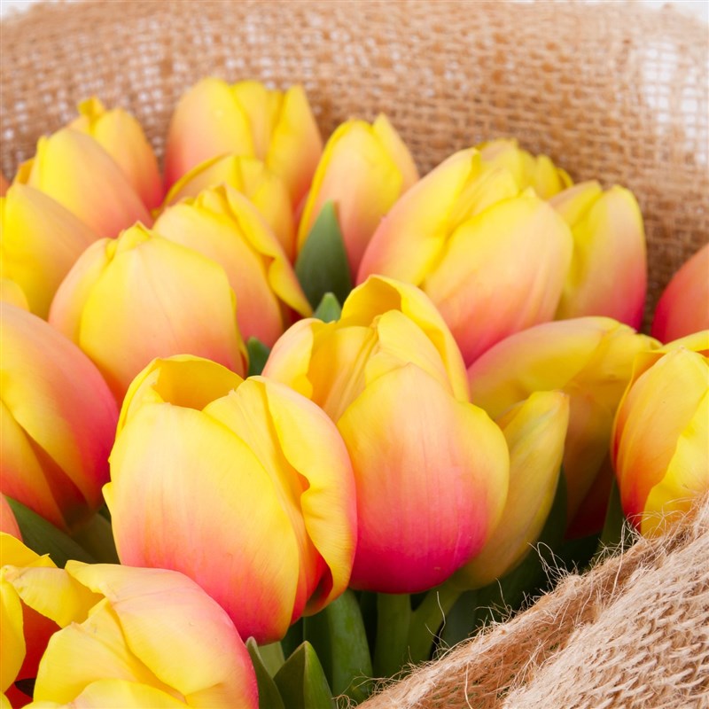 41 li Apricot Candy Lale Buketi - Exclusive Collection