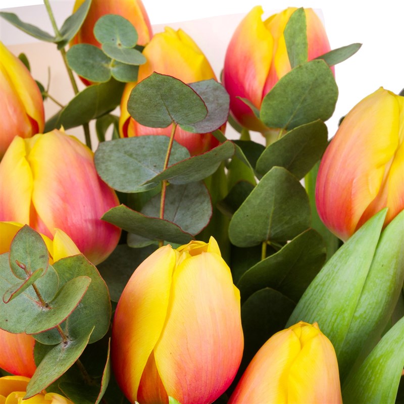 15 li Apricot Candy Lale Buketi - Exclusive Collection