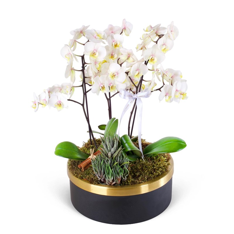 Special Beyaz Orkide ve Sukulent Aranjmanı