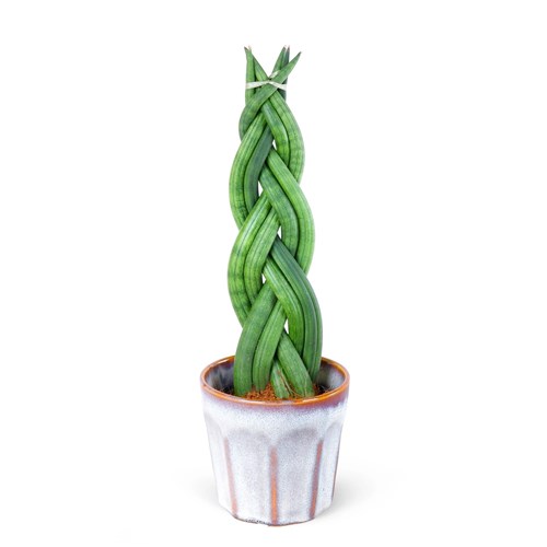 Seramikte Sansevieria Braid Twister