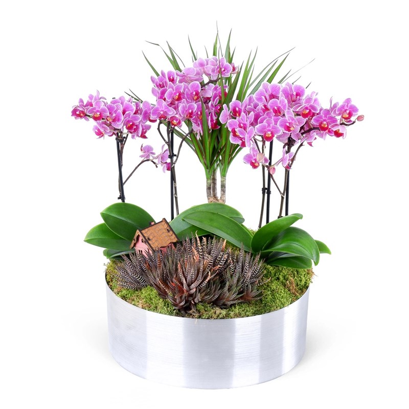 Special Kırçıllı Pembe Orkide ve Marginata Aranjmanı