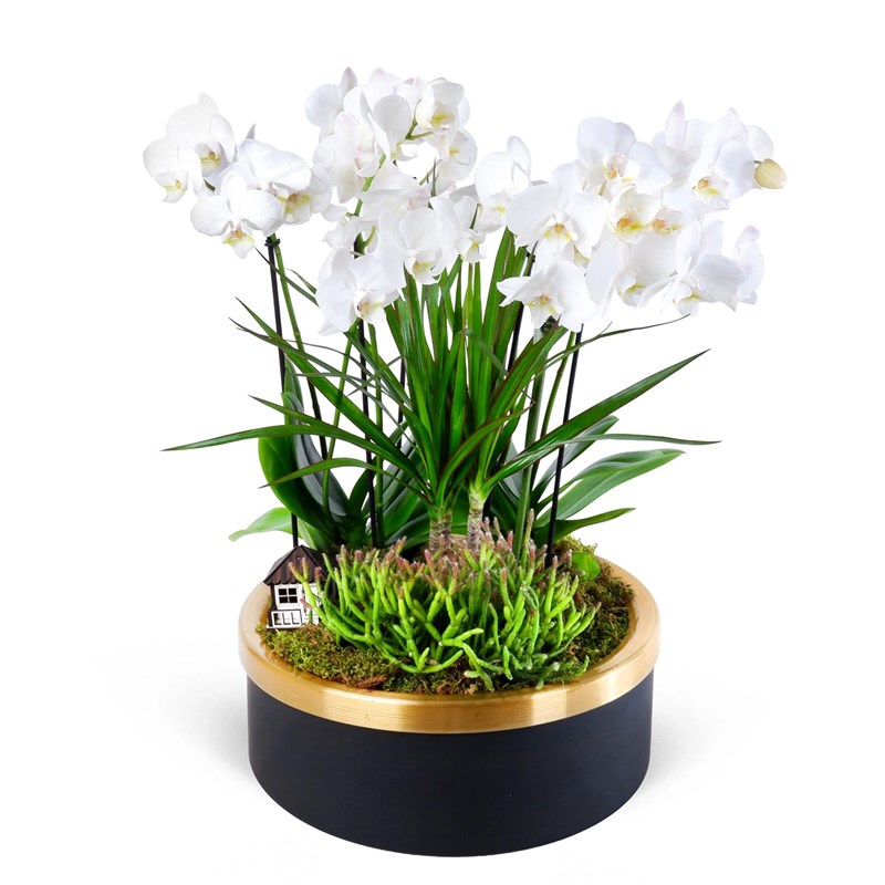 Special Beyaz Orkide ve Marginata Aranjmanı