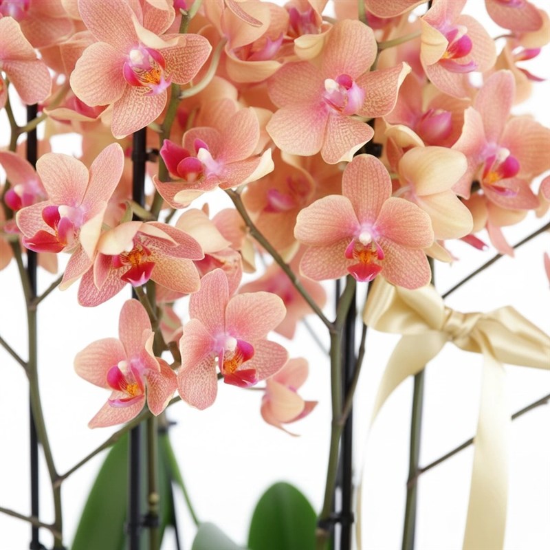 Special Turuncu Orkide Aranjmanı