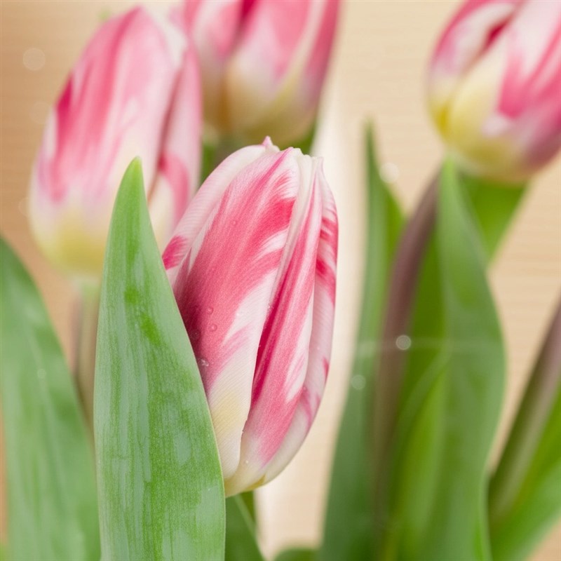 Pembe Beyaz Lale Buketi 7 li