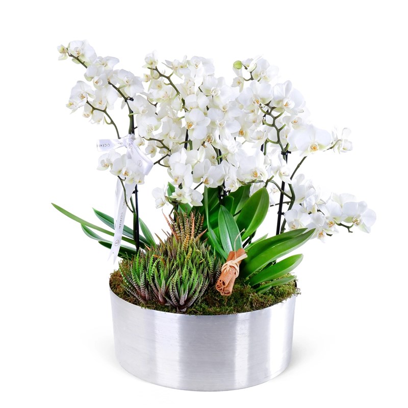 Special Beyaz Multi Orkide Aranjmanı