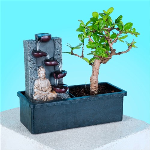 Buddha Bonsai Water Garden
