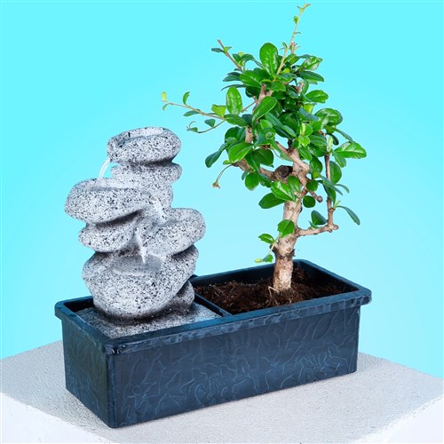 zel Seri Bonsai Modelleri ve Fiyatlar | stanbul iekleri