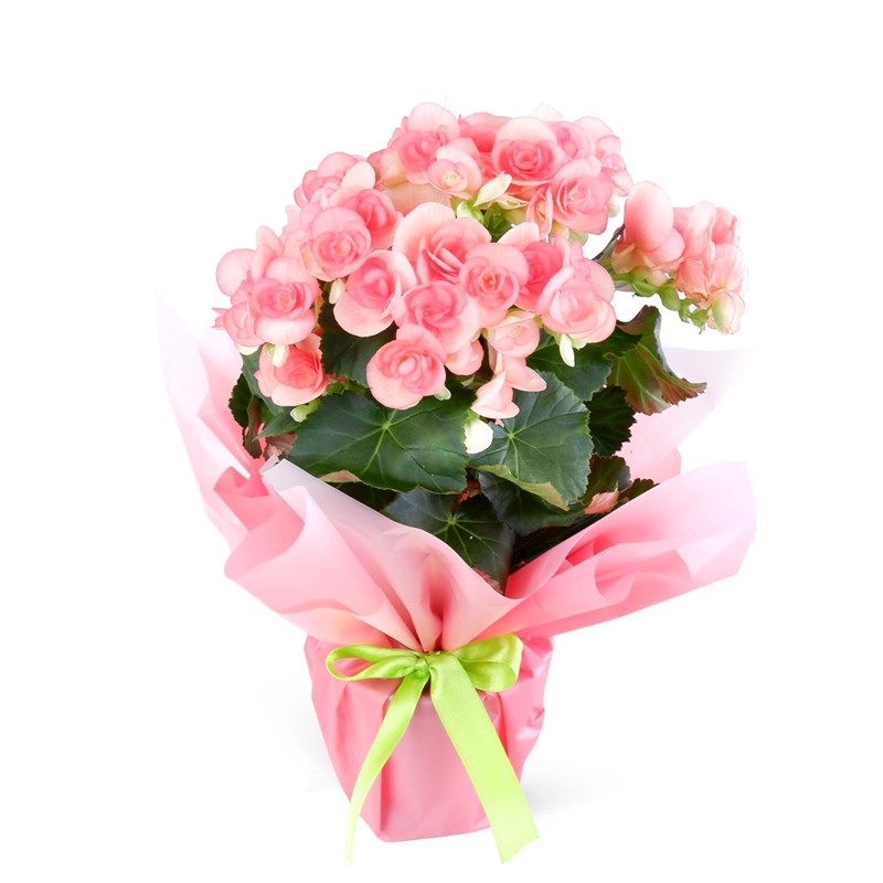 Pembe Begonya