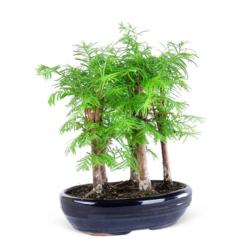 Siyah Seramik Saksıda Bonsai Metasequoia