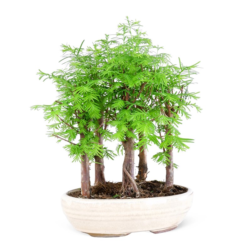 Beyaz Seramik Saksıda Bonsai Metasequoia