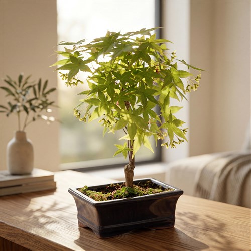 Acer Bonsai Aranjmanı Pearl