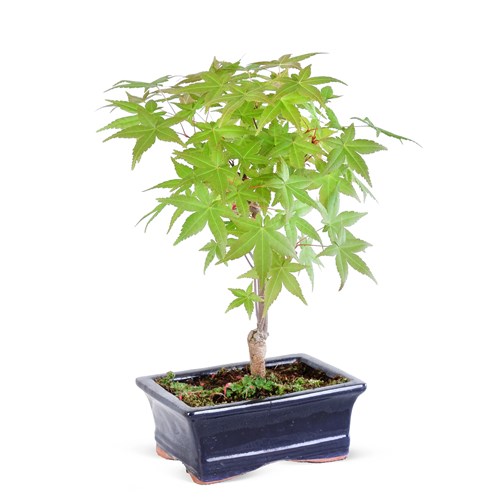 Acer Bonsai Aranjmanı Pearl