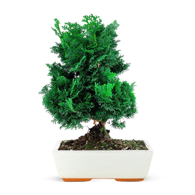 Bonsai Chamaecyparis Nana
