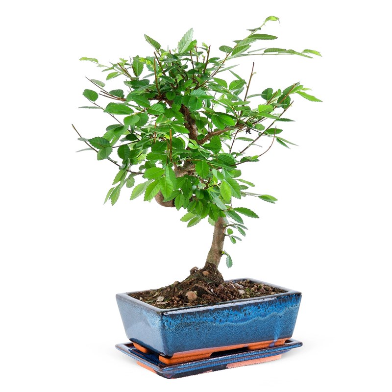 Zelkova Bonsai Bahçesi
