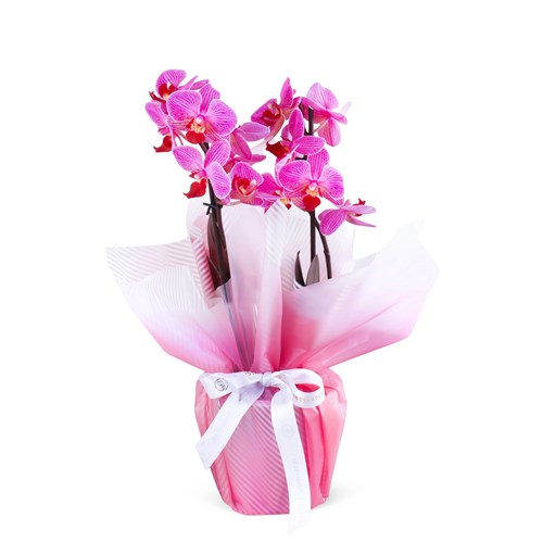 Cutie Multi Midi Çift Dallı Kırçıllı Pembe Orkide Aranjmanı