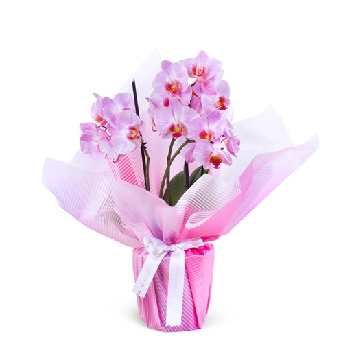 Cutie Multi Midi Çift Dallı Soft Pembe Orkide Aranjmanı