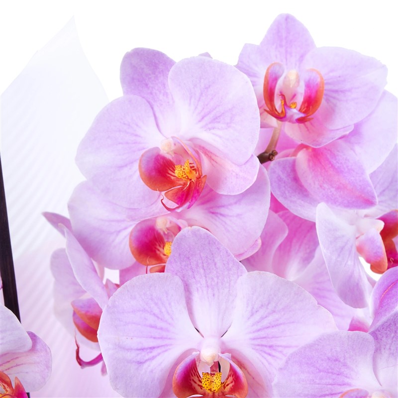 Cutie Multi Midi Çift Dallı Soft Pembe Orkide Aranjmanı